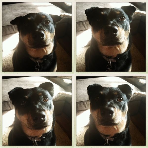 four pictures of Zelda the Black-and-Tan Mutt with her tiny triangular ears in various silly positions