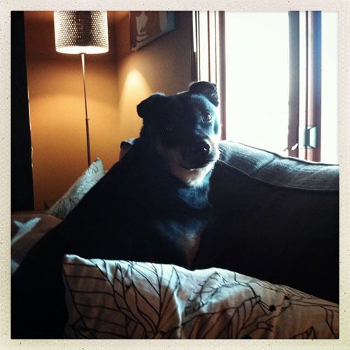 image of Zelda the Black-and-Tan Mutt sitting on the couch near the window, looking at me