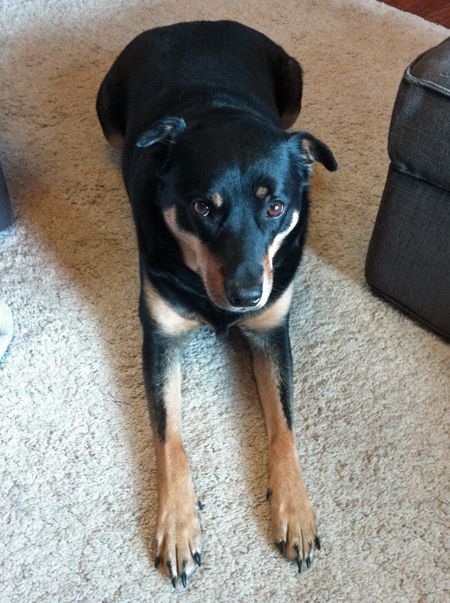 image of Zelda lying on the floor beside me, looking up at me