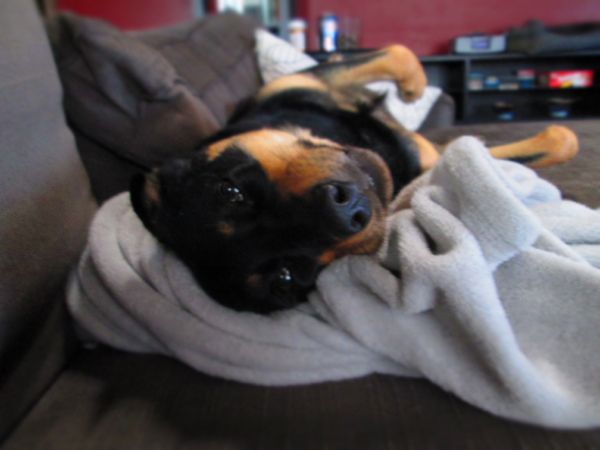 image of Zelda the Black and Tan Mutt lying beside me, upside down, on the couch, looking at me with a grin as she snuggles on a comforter