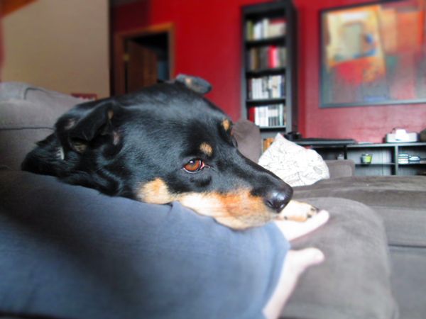 image of Zelda the Black-and-Tan Mutt curled up beside me on the couch, her chin resting on my knee and her paw on my foot