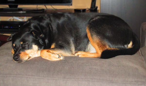 image of Zelda the Black-and-Tan Mutt all curled up sleepily on the ottoman