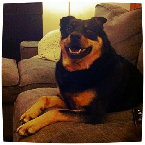 image of Zelda the Black and Tan Mutt sitting on the couch, grinning
