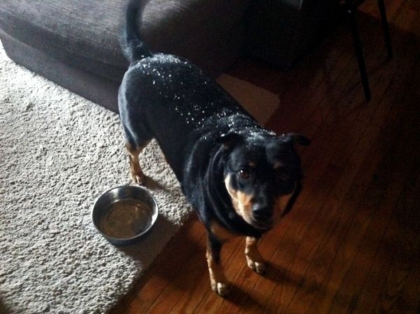 image of Zelda the Black and Tan Mutt standing in the living room covered in snowflakes