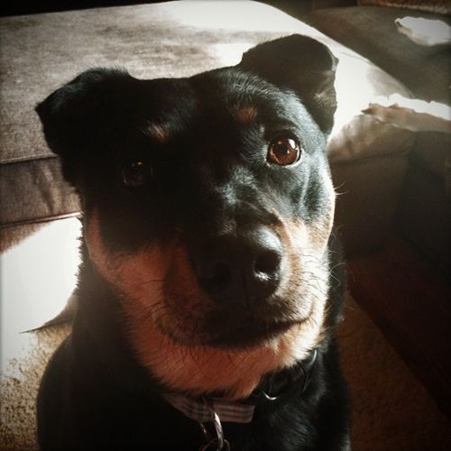 image of Zelda the Black-and-Tan Mutt looking at the camera with her head cocked to the side and her little triangular ears perked up