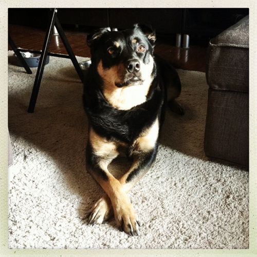 image of Zelda the Black-and-Tan Mutt sitting on the floor with her front paws politely crossed