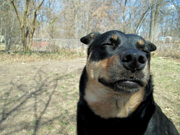 image of Zelda the Black and Tan Mutt with her face turned upwards and her eyes closed, looking content