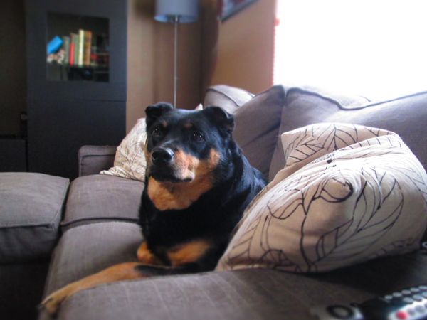 image of Zelda the Black and Tan Mutt sitting on the couch, looking alert