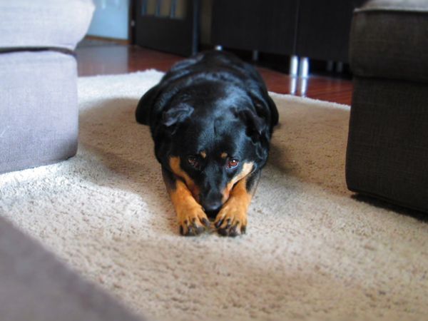 image of Zelda the Black and Tan Mutt lying on her belly on the floor with her back legs stretched out behind her and her front legs stretched out in front of her and her nose tucked down between her front legs