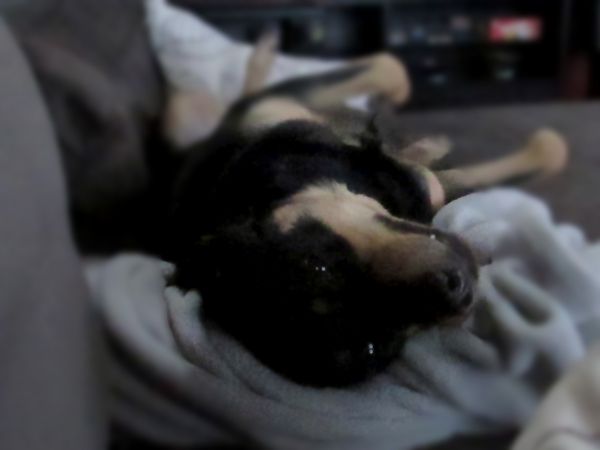 image of Zelda the Black and Tan Mutt lying on her back on the sofa, looking at the camera and giving a little grin