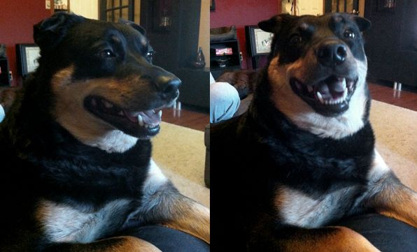 two images of Zelda the Black and Tan Mutt: On the left, she is sitting on my lap, looking to the side and panting contentedly. On the right, she has turned her face toward me and is giving a huge grin.