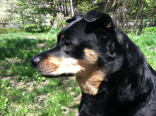 image of Zelda the Black and Tan Mutt sitting in the garden, looking watchful