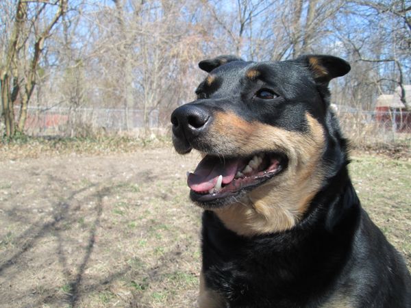 image of Zelda the Black and Tan Mutt, sitting in the back garden, smiling
