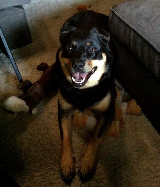 image of Zelda the Black and Tan Mutt grinning while laying beside the ottoman with a bunch of plushy toys