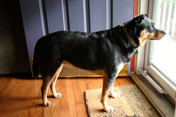 image of Zelda the Black and Tan Mutt standing at the front door, looking out