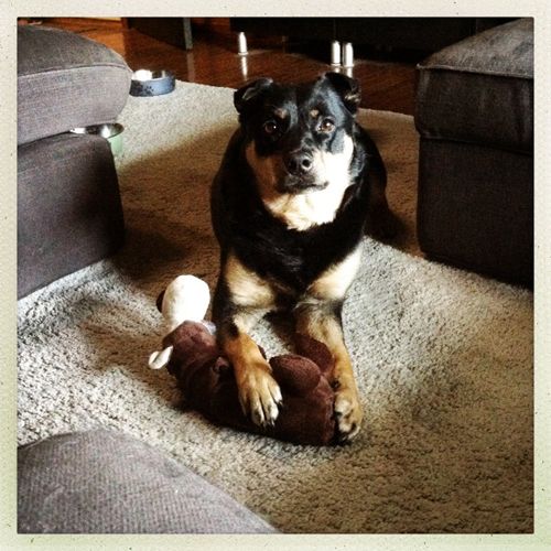 image of Zelda the Black and Tan Mutt, lying on the floor with her paw on a plushy hippo, looking up with a sweet expression