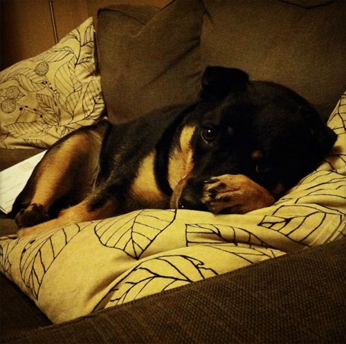 image of Zelda the Black and Tan Mutt lying on the sofa with her head on a pillow and her paw on her nose, looking ridiculously adorable and cuddly