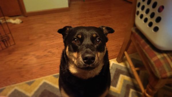 image of Zelda the Black and Tan Mutt sitting politely and looking at me plaintively