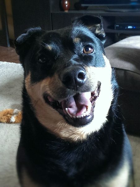 image of Zelda the Black and Tan Mutt, sitting in front of me in the living room, grinning