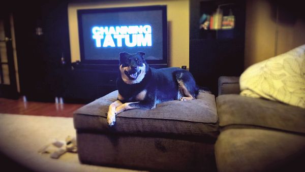 image of Zelda the Black and Tan Mutt sitting on the ottoman, grinning, with CHANNING TATUM in huge letters on the TV behind her
