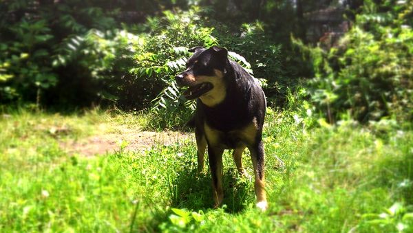 image of Zelda the Black and Tan Mutt standing in the garden
