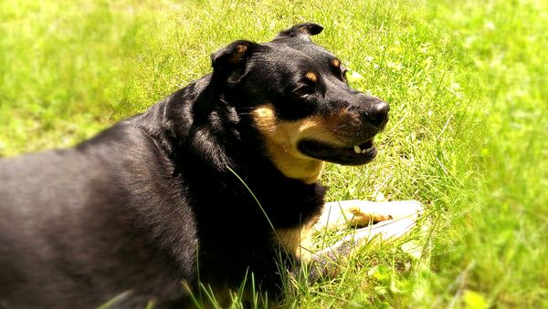image of Zelda the Black and Tan Mutt chilling in the garden, grinning