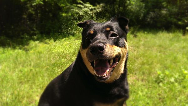 image of Zelda the Black and Tan Mutt sitting in the garden in the sunshine, grinning