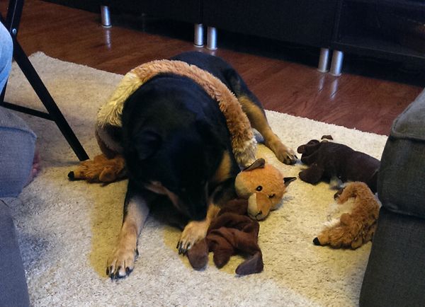image of Zelda the Black and Tan Mutt lying in the middle of the living room floor surrounded by plushy toys