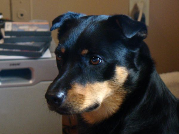 image of Zelda the Black-and-Tan Mutt