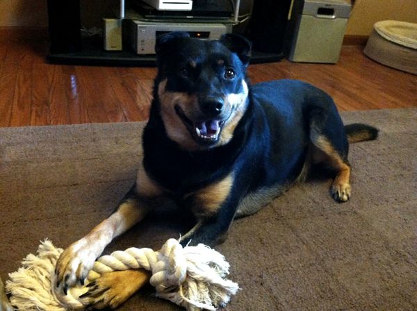 Zelly the Black and Tan Mutt sits on the living room floor with a rope toy, grinning