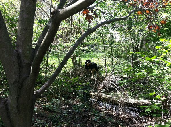 image of Zelly standing inside a leafy area around a dilapidated fountain at the back of the garden