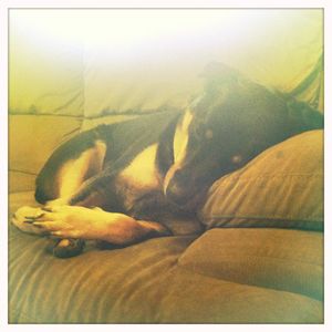 image of Zelly curled up in a tiny ball on the couch, sleeping