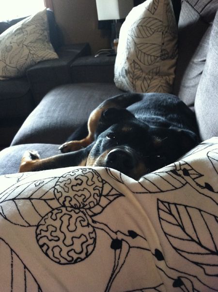 image of Zelda lying on the sofa with her face on a pillow