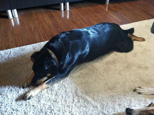 image of Zelda the Black-and-Tan Mutt lying on the floor with her front legs stretched in front of her and her back legs stretched out behind her