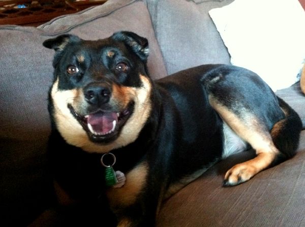 Zelda the Black-and-Tan Mutt lies on the couch with a big grin on her face