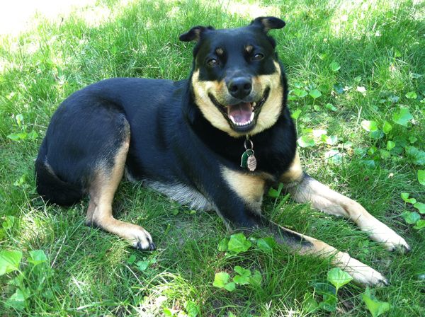 image of Zelda the Black-and-Tan Mutt sitting in the grass in front of me, grinning
