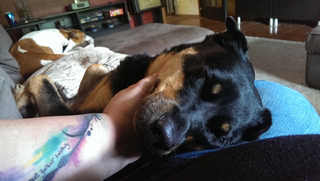 image of Zelda the Black and Tan Mutt lying half of my lap, her eyes closed contentedly while I scratch her chin