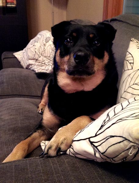image of Zelda the Black and Tan Mutt sitting on the couch, looking at me