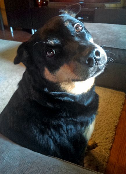 image of Zelda the Black and Tan Mutt sitting at my feet looking up at me