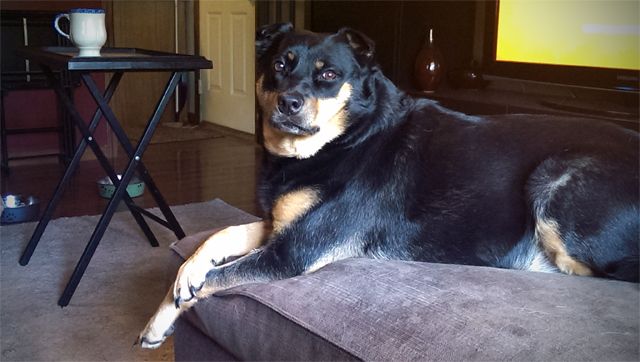 image of Zelly the Black and Tan Mutt sitting on the ottoman with her front paws crossed, looking cute
