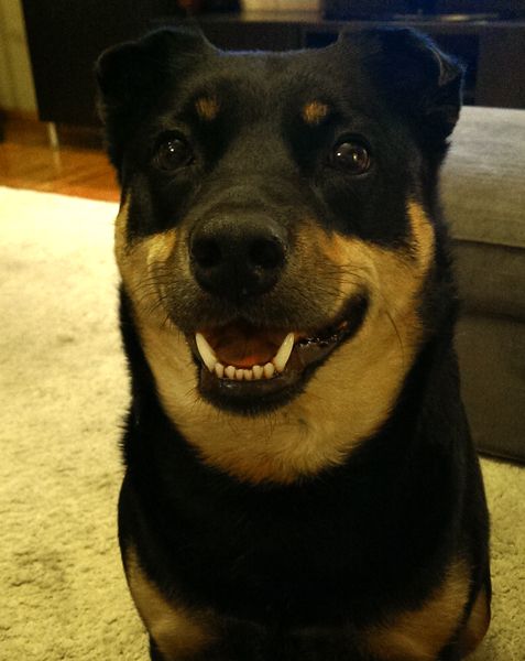 image of Zelda the Black and Tan Mutt sitting in front of me, grinning