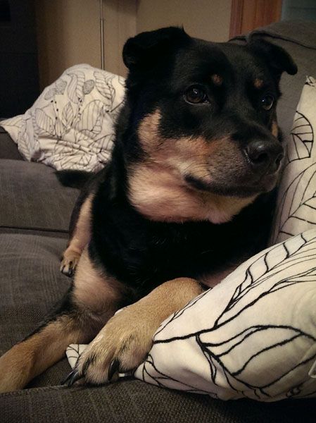 image of Zelda the Black and Tan Mutt sitting on the couch, looking extra adorable