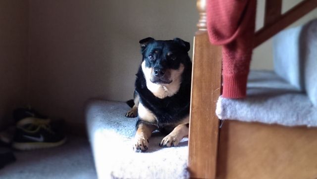 image of Zelda the Black and Tan Mutt, sitting on the stairs