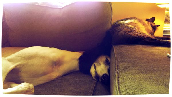 image of Dudley the Greyhound lying on the loveseat and Matilda the Fuzzy Sealpoint Cat lying on the arm of the loveseat, with her fuzzy tail draped over Dudley's head and neck, giving him the appearance of wearing a fur stole