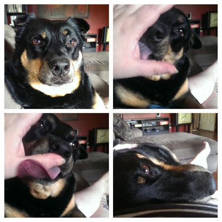 series of 4 images of Zelda the Black and Tan Mutt, looking at me, licking my hand, and then cuddling up beside me