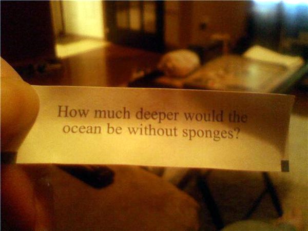 sponges in ocean. ocean be without sponges?quot;