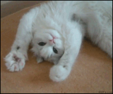 moving image of a white cat lying on its back, kneading the air with its paws