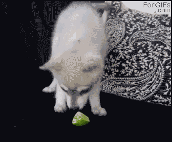moving image of a white puppy licking a lime and then attacking it in a very hilarious way