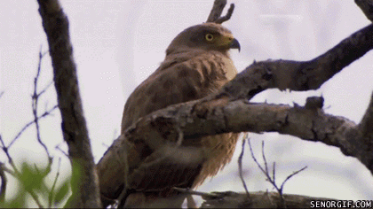 gif of an eagle making an alarmed face