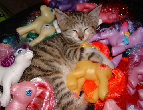 image of a kitten asleep in a pile of My Little Ponies